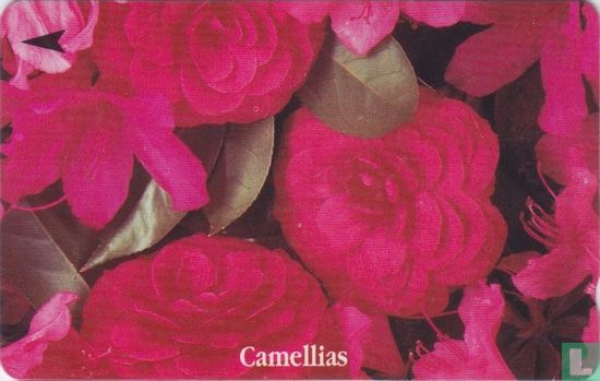 Camellias - Afbeelding 1
