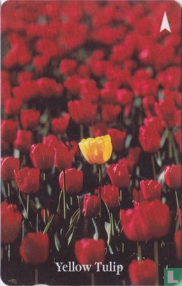 Yellow Tulip - Image 1