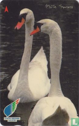 Mute Swans - Afbeelding 1