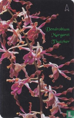 Dendrobium Magaret Thatcher - Afbeelding 1