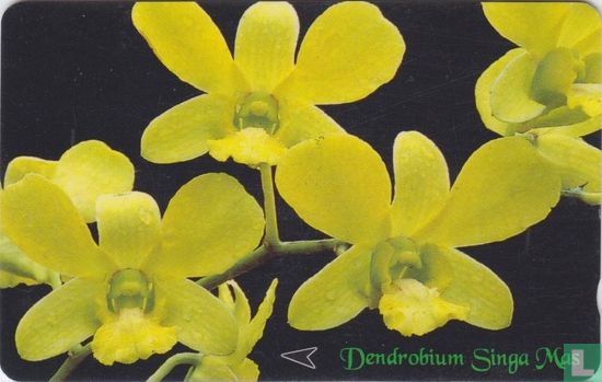 Dendrobium Singa Mas - Bild 1