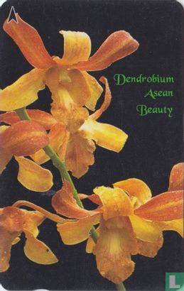 Dendrobium Asean Beauty - Afbeelding 1