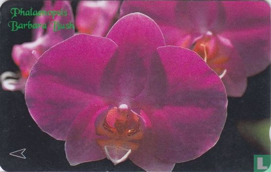 Phalaenopsis Barbara Bush - Afbeelding 1