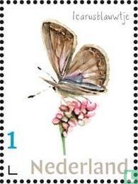 Nederlandse Vlinders - Icarusblauwtje