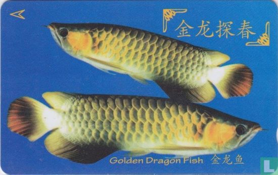 Golden Dragon Fish - Afbeelding 1