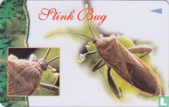 Stink Bug - Afbeelding 1