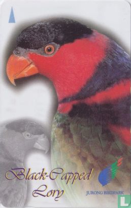 Black-Papped Lory - Afbeelding 1