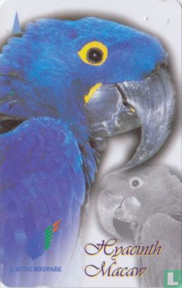 Hyacinth Macaw - Image 1