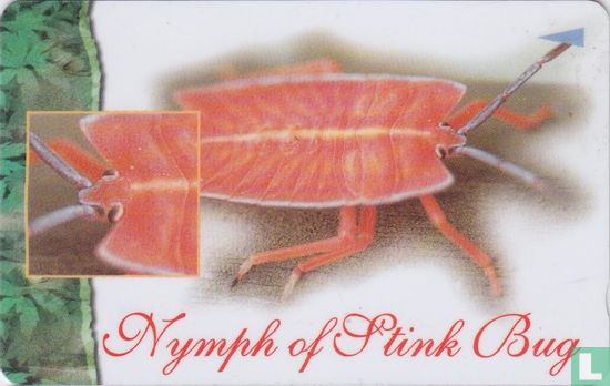 Nymph of Stink Bug - Image 1