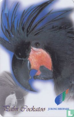 Palm Cockatoo - Image 1