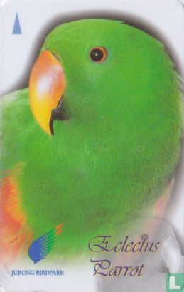 Eclectus Parrot - Afbeelding 1