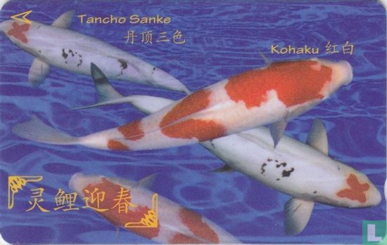 Tancho Sanke – Kohaku - Afbeelding 1