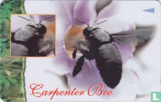 Carpenter Bee - Bild 1