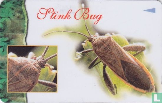 Stink Bug - Bild 1