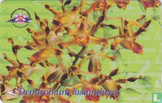 Dendrobium lasianthera - Bild 1
