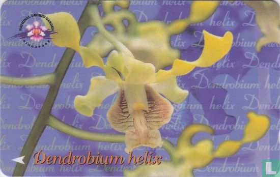 Dendrobium helix - Afbeelding 1