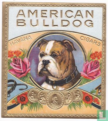 American Bulldog - Bild 1