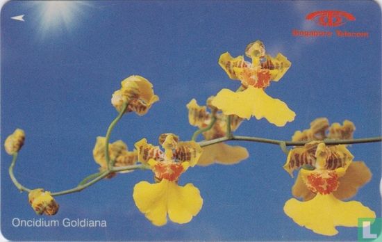 Oncidium Goldiana - Afbeelding 1