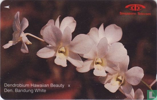 Dendrobium Hawaiian Beauty x - Image 1