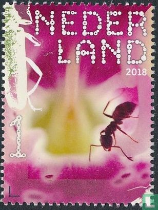 Black-brown road ant