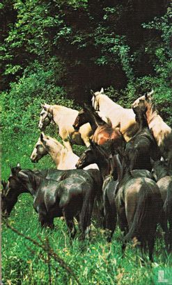 Penny-gids voor paarden en ponnies van alle werelden - Bild 2