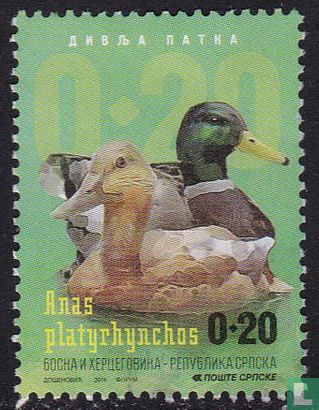 Canards