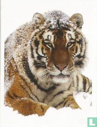 Siberische tijger - Afbeelding 1