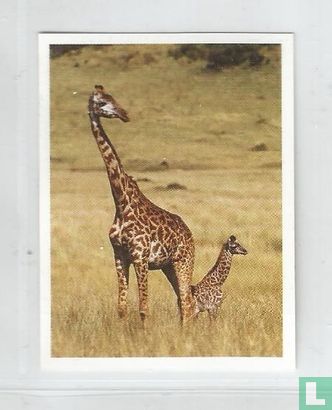 Giraf - Afbeelding 1