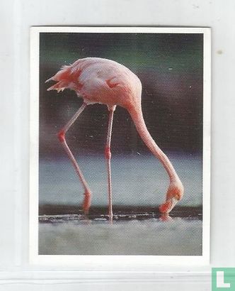Flamingo - Bild 1