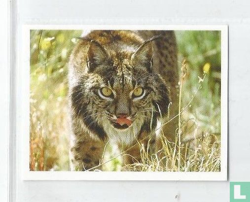 Iberische lynx - Bild 1