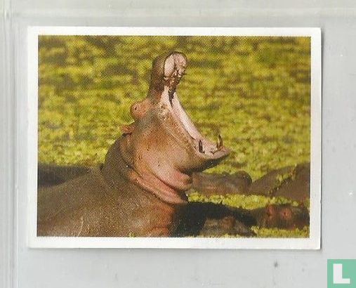 Nijlpaard - Bild 1