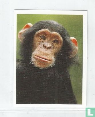 Chimpansee - Bild 1