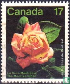 La rose Montréal