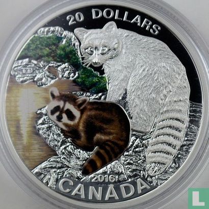 Canada 20 dollars 2016 (PROOF) "Baby animals - Racoon" - Afbeelding 1