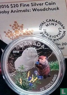 Canada 20 dollars 2016 (PROOF) "Baby animals - Woodchuck" - Image 3