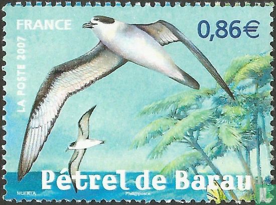 Barau's Petrel