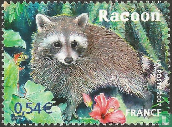 Guadeloupe Raccoon