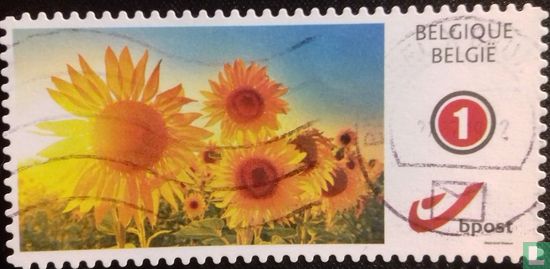 tournesols