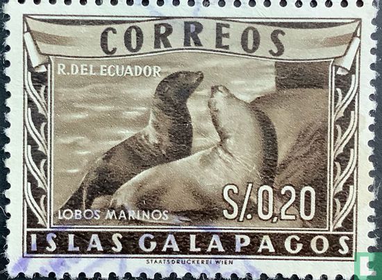 Galapagos, lions de mer