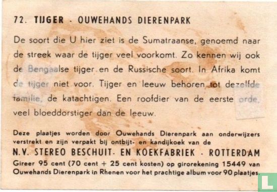 Tijger - Bild 2