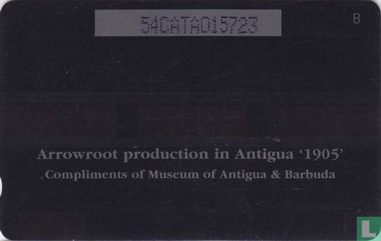 Arrowroot Production 1905 - Afbeelding 2