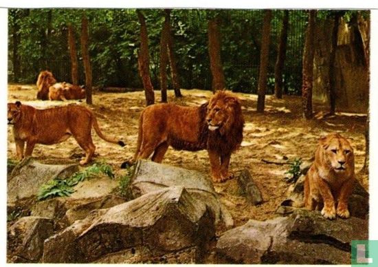 Leeuwen (Panthera leo) - Image 1