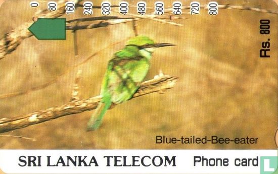 Blue-tailed-Bee-eater - Image 1