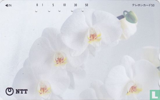 Orchids - Image 1