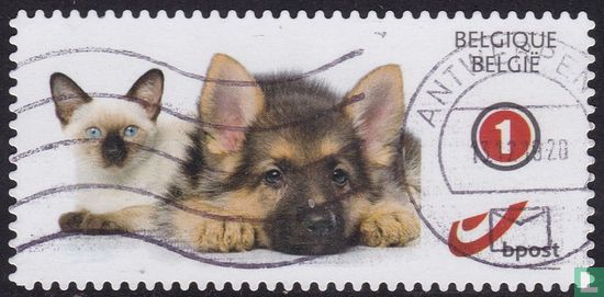 Dogs and Kittens