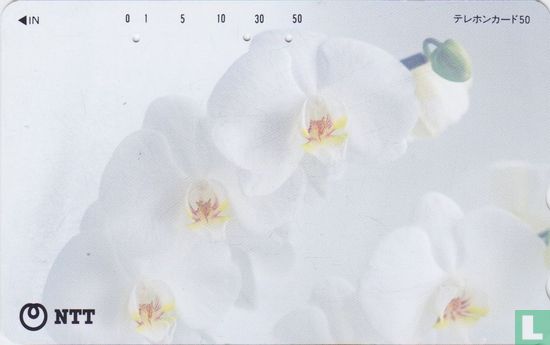 Orchids - Bild 1