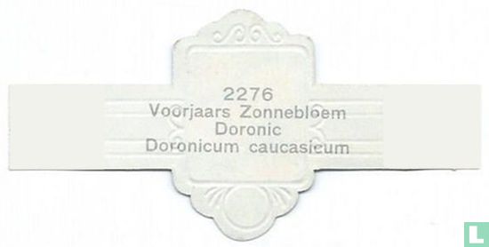 Voorjaars Zonnebloem - Doronic - Doronicum caucasicum - Afbeelding 2