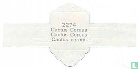 Cactus Cereus - Cactus Cereus - Cactus cereus - Afbeelding 2