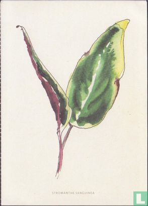 Stromanthe Sanguinea