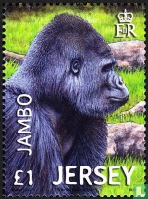 Jambo de Gorilla 